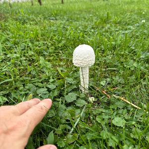 Unknown Species