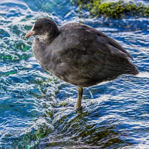 Common Coot