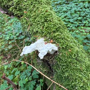 Unknown Species