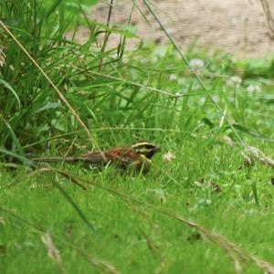 Cirl Bunting