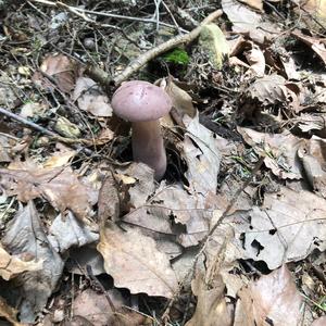 Unknown Species