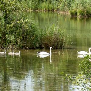 Mute Swan