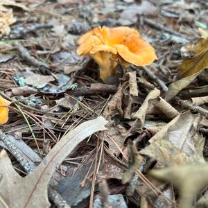 Unknown Species