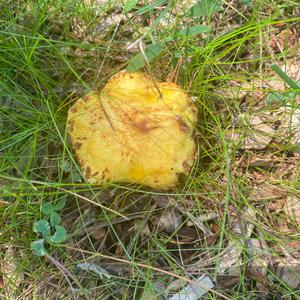 Unknown Species