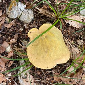 Unknown Species