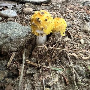 Unknown Species