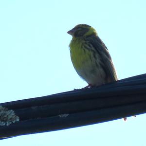 European Serin