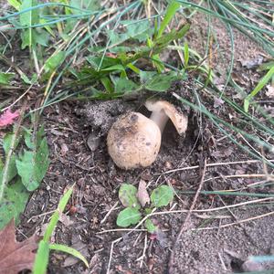 Unknown Species