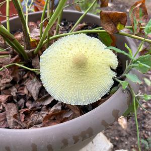 Unknown Species
