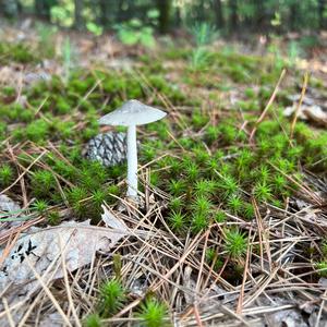 Unknown Species