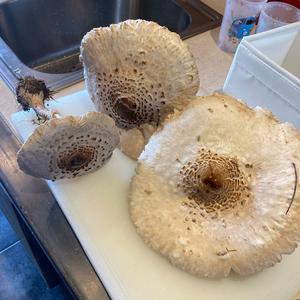 Unknown Species