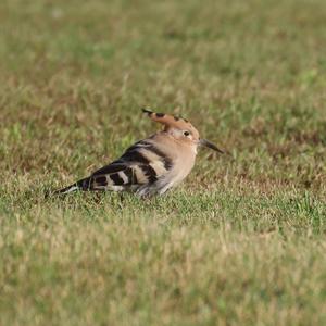 Eurasian Hoopoe