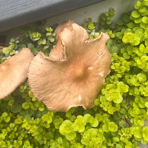 Unknown Species