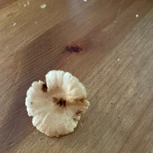 Unknown Species