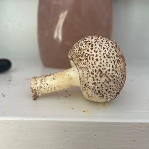 Unknown Species