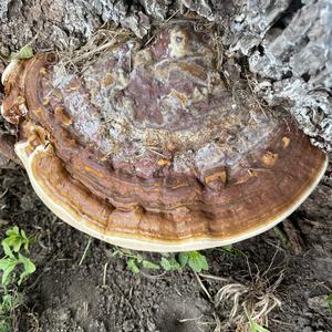 Unknown Species