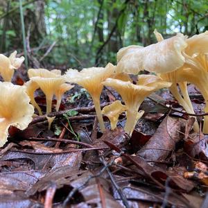 Unknown Species