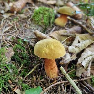 Unknown Species