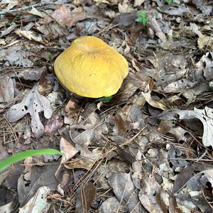 Unknown Species