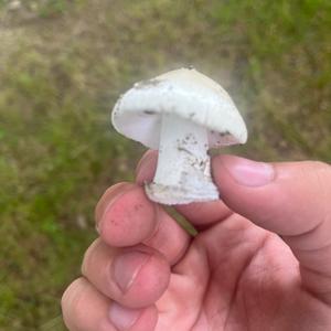 Unknown Species