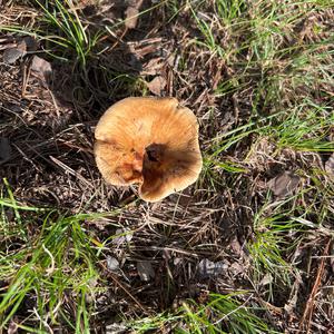 Unknown Species