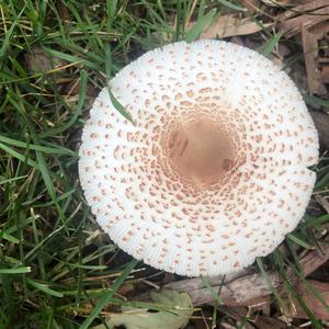 Unknown Species