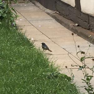 Black Redstart