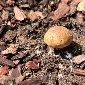 Unknown Species