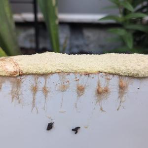 Unknown Species