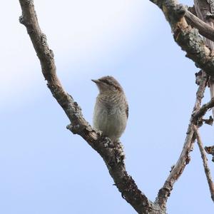 Eurasian Wryneck
