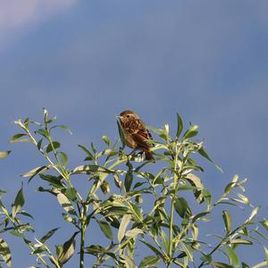 European stonechat