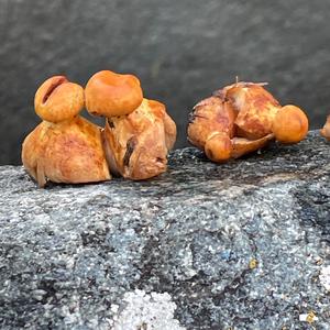 Unknown Species