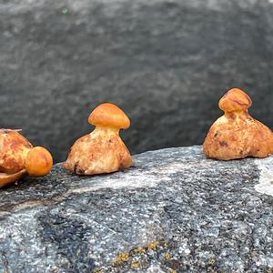 Unknown Species