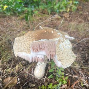 Unknown Species