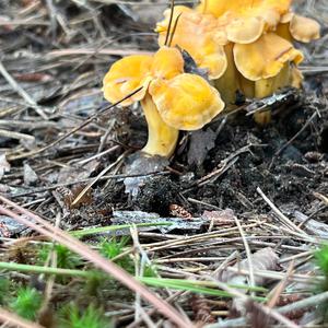 Unknown Species
