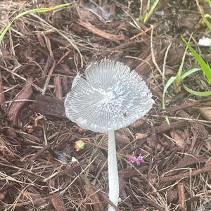 Unknown Species