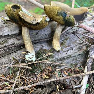 Unknown Species