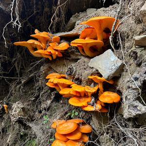 Unknown Species
