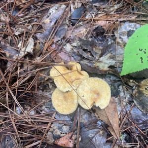 Unknown Species