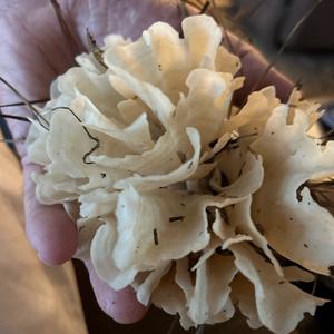 Unknown Species