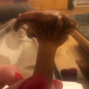 Unknown Species
