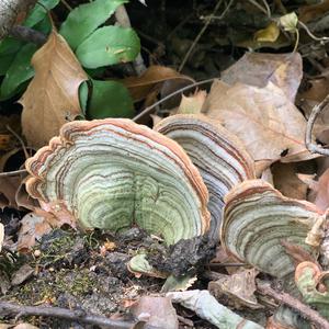 Unknown Species