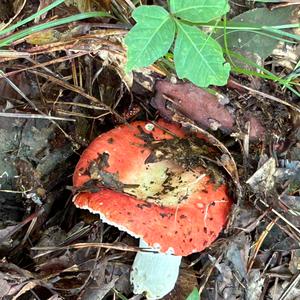 Unknown Species