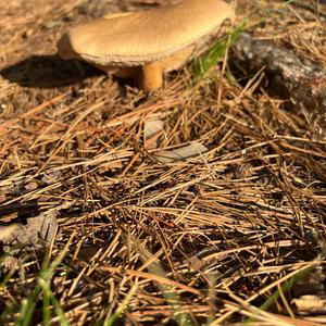 Unknown Species