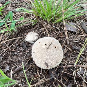 Unknown Species
