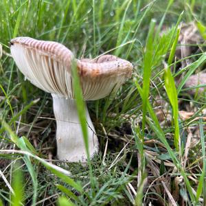Unknown Species