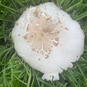Unknown Species