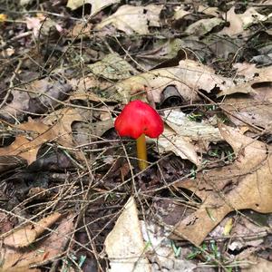 Unknown Species