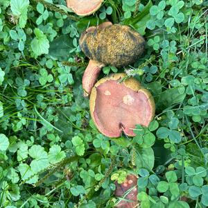 Unknown Species