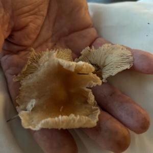 Unknown Species